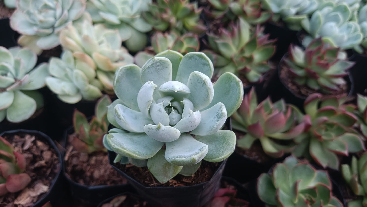 "Echeveria Elegance Powdery (Imported): Beautiful Succulent for Home and Office"