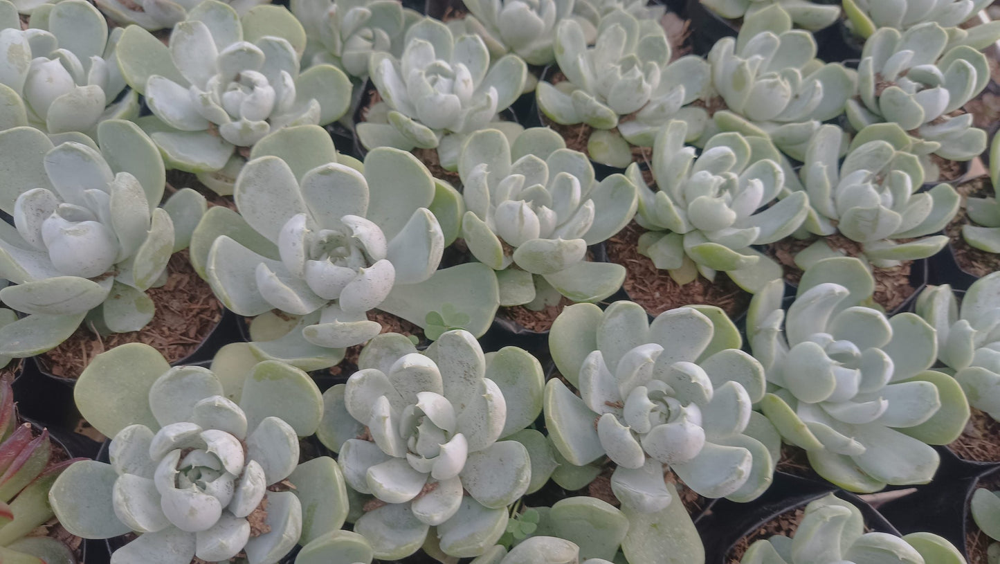 "Echeveria Elegance Powdery (Imported): Beautiful Succulent for Home and Office"