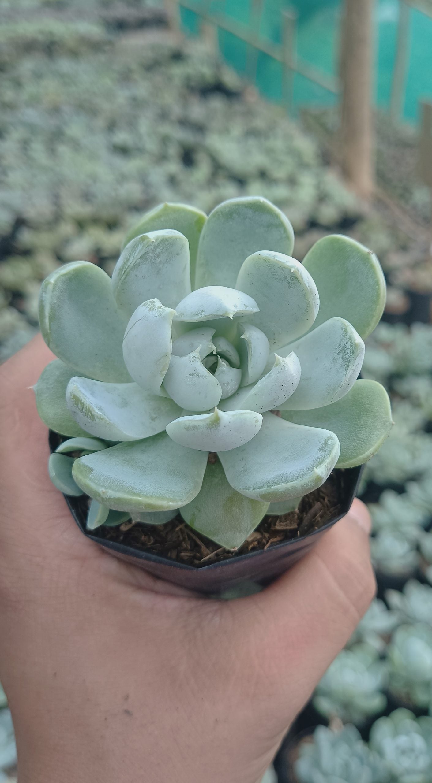 "Echeveria Elegance Powdery (Imported): Beautiful Succulent for Home and Office"