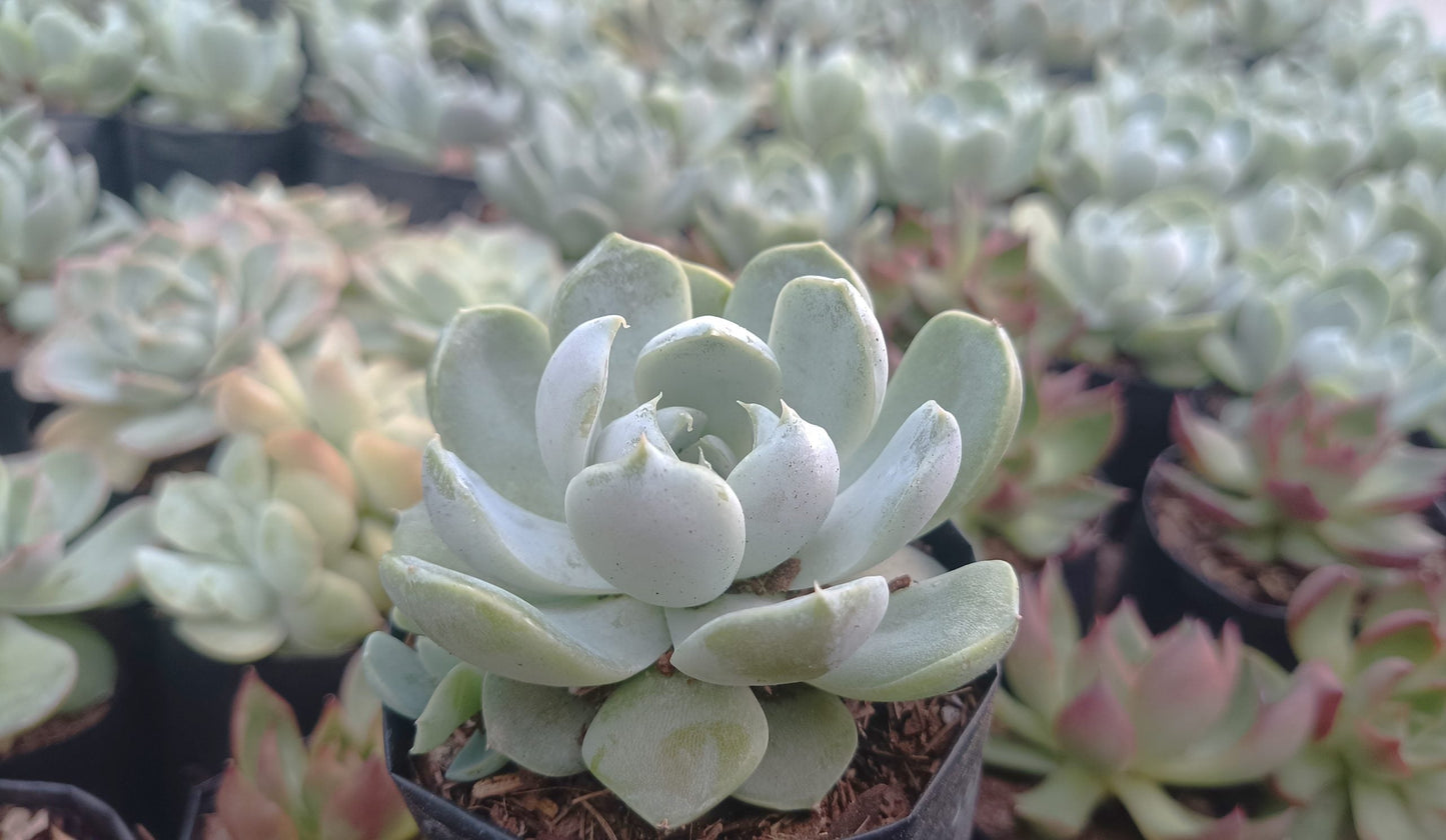 "Echeveria Elegance Powdery (Imported): Beautiful Succulent for Home and Office"