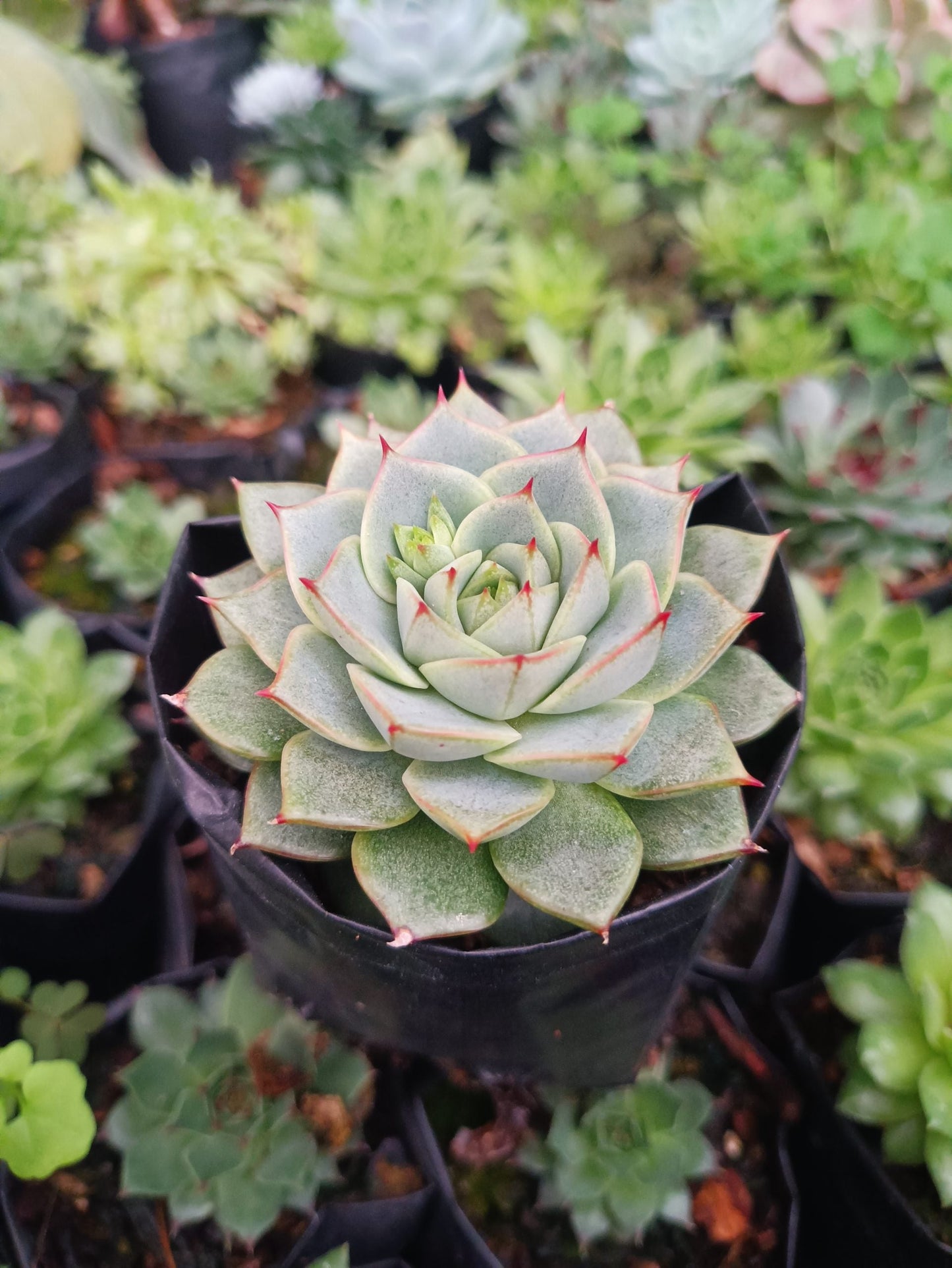 Echeveria Fabiola Succulent - Bring Beauty Home!