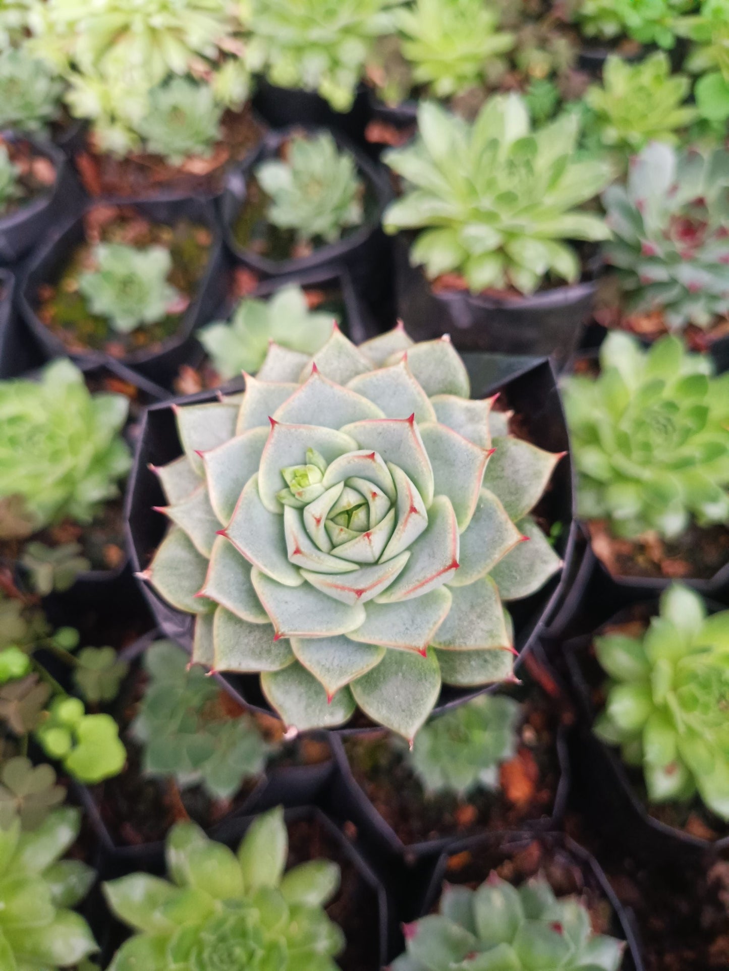 Echeveria Fabiola Succulent - Bring Beauty Home!