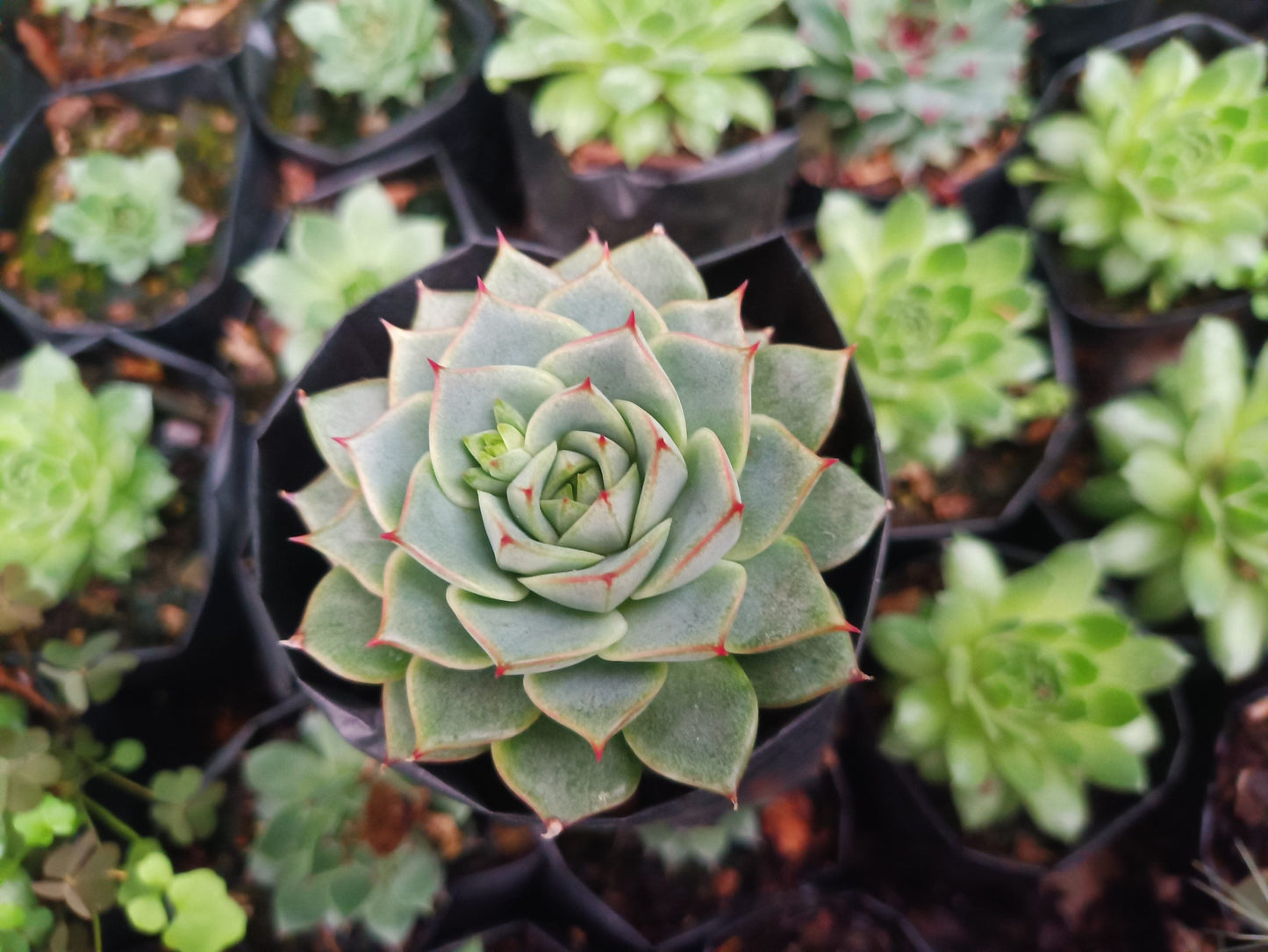 Echeveria Fabiola Succulent - Bring Beauty Home!