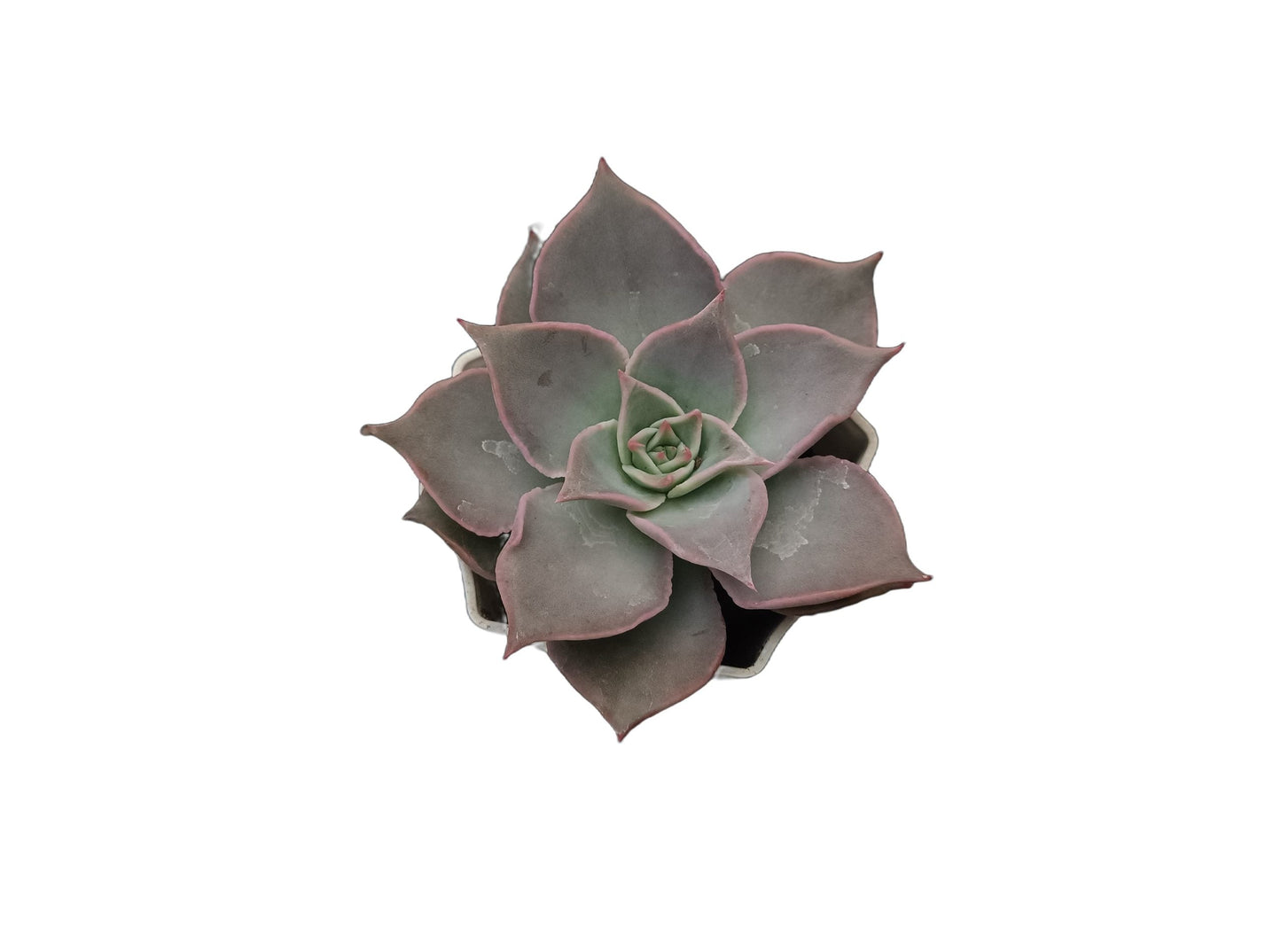 Echeveria Korean Madiba: A Regal Beauty