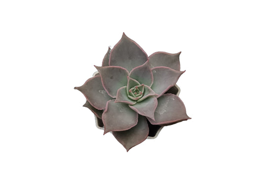 Echeveria Korean Madiba: A Regal Beauty