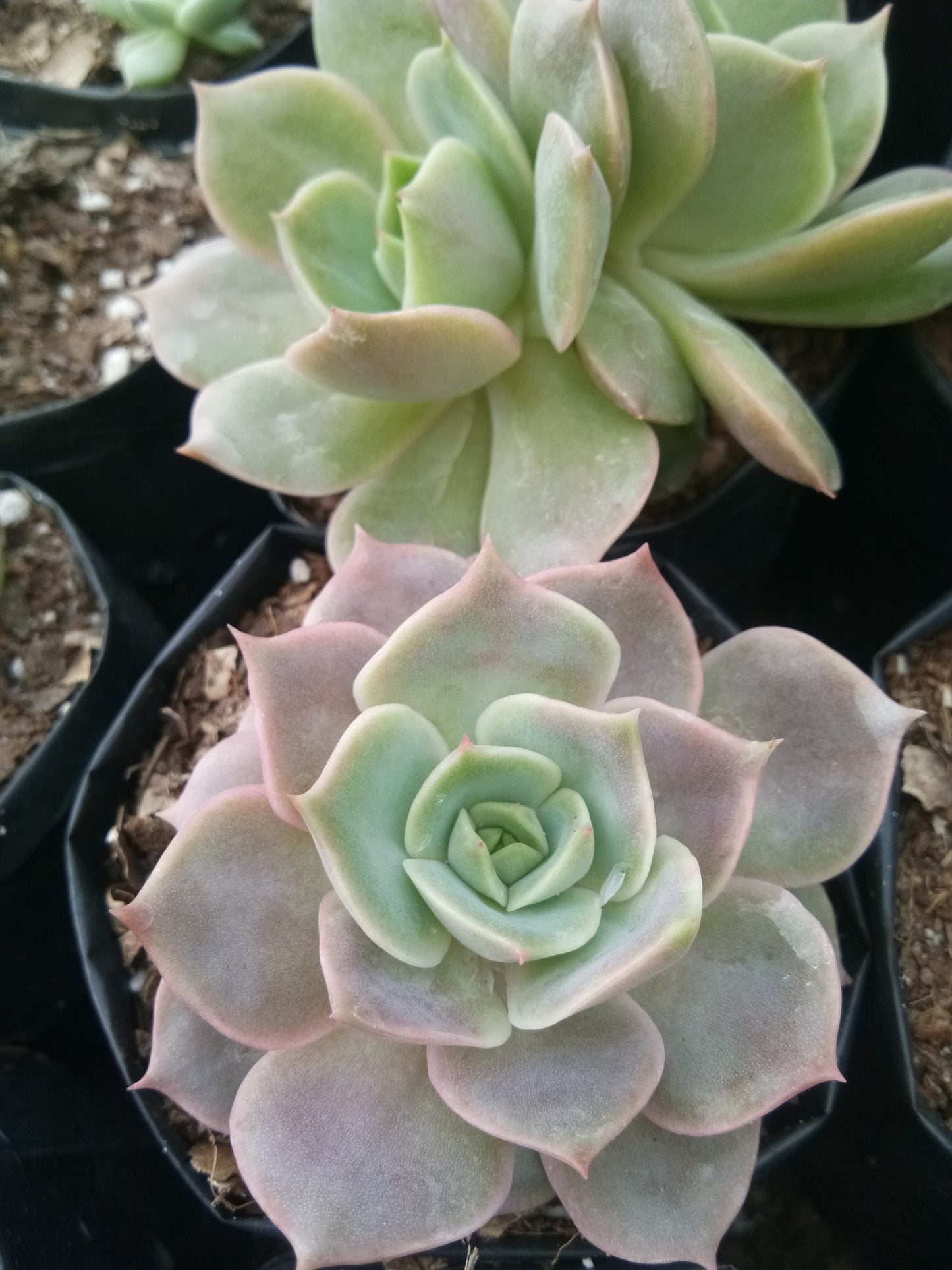 Echeveria Lola Hybrid: Grab yours at Frek!