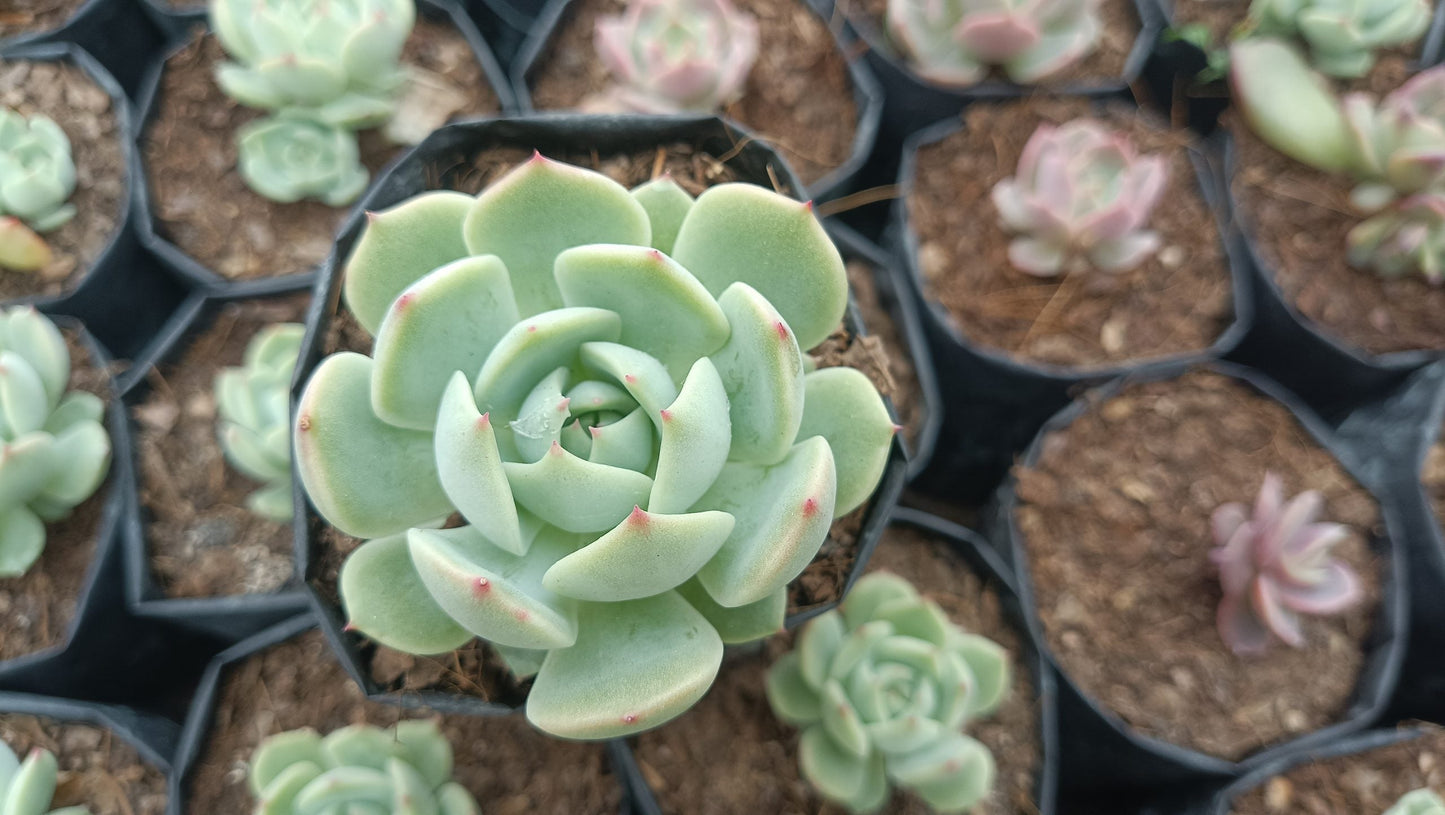 Echeveria Lunas Hybrid – Elegant Succulent for Home & Office Decor