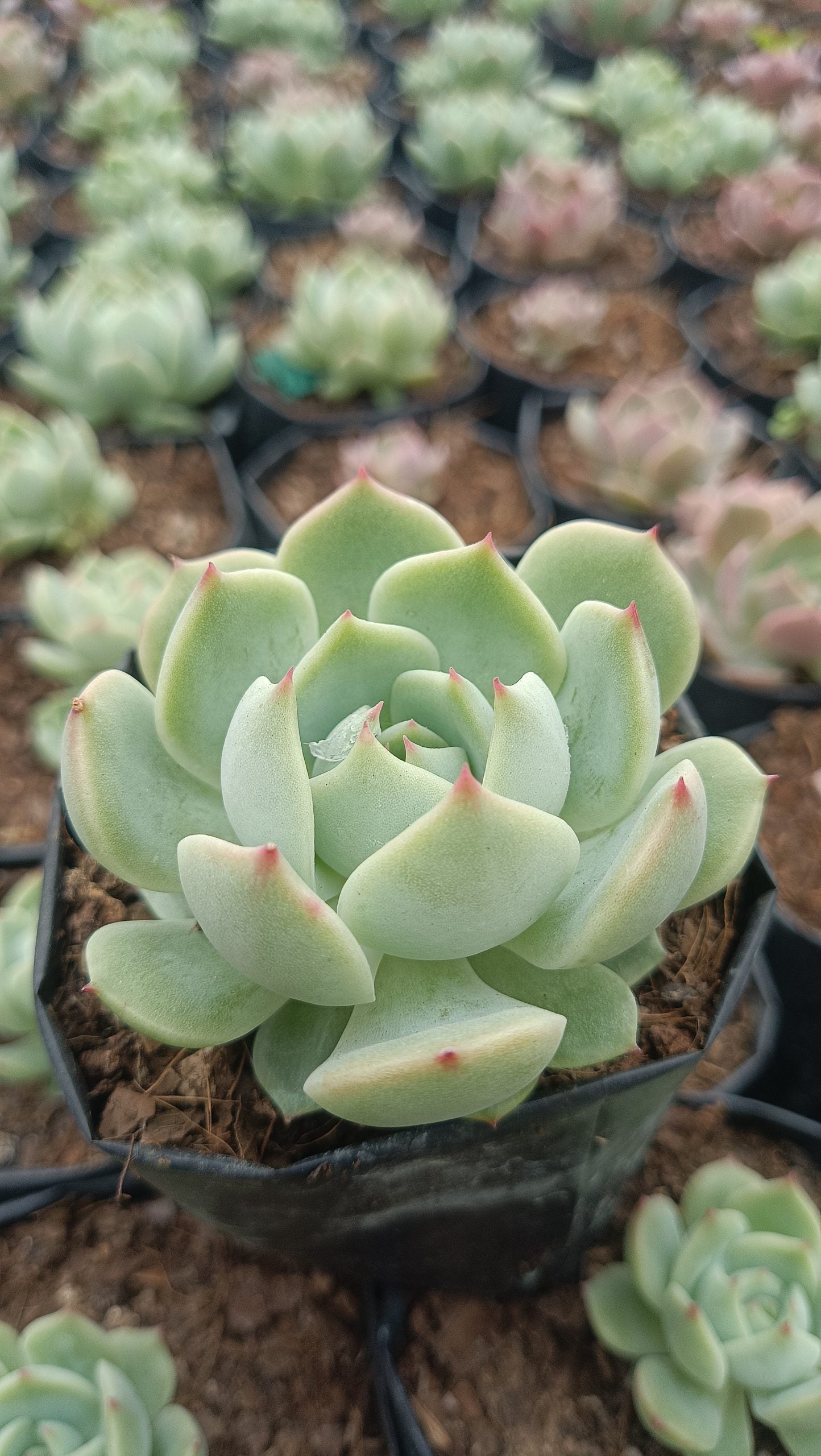 Echeveria Lunas Hybrid – Elegant Succulent for Home & Office Decor