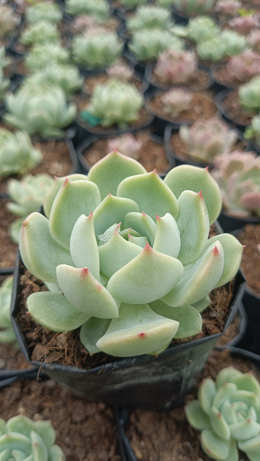Echeveria Lunas Hybrid – Elegant Succulent for Home & Office Decor
