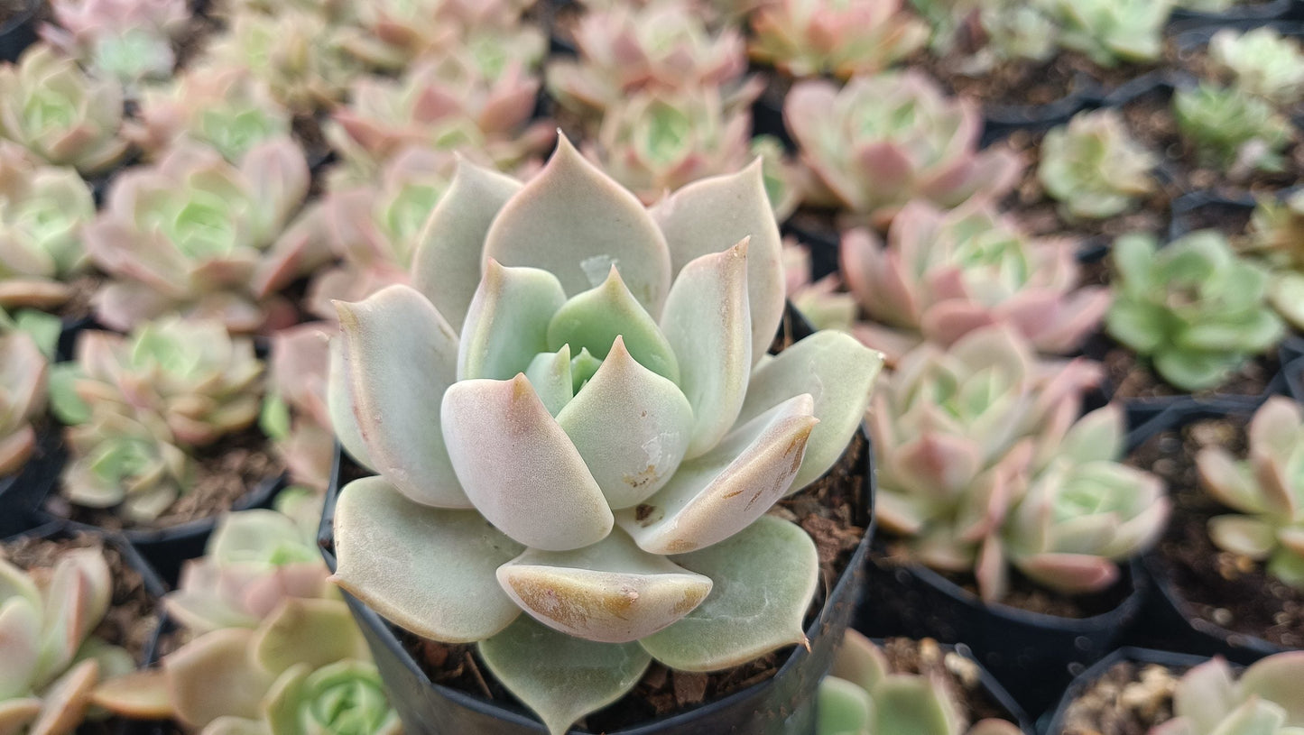 Echeveria Madiba X Lola Succulent