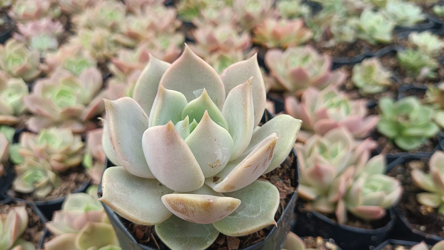Echeveria Madiba X Lola Succulent