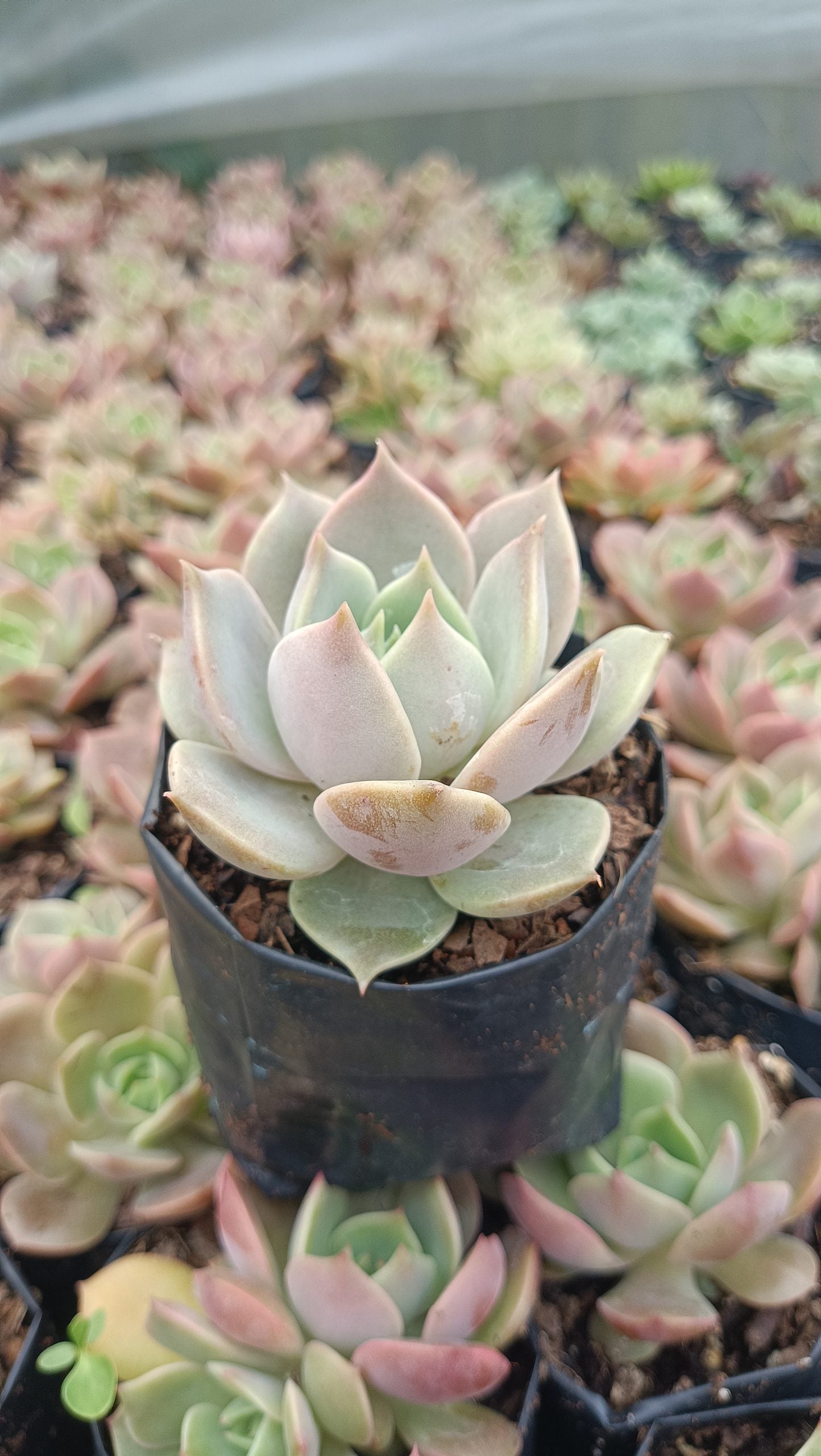 Echeveria Madiba X Lola Succulent