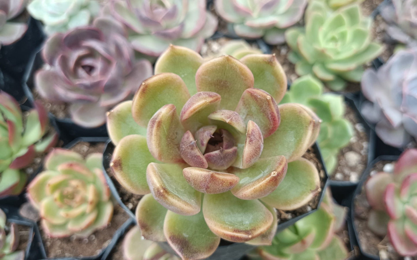 Echeveria Mirine Succulent - Tranquil Beauty for Any Space