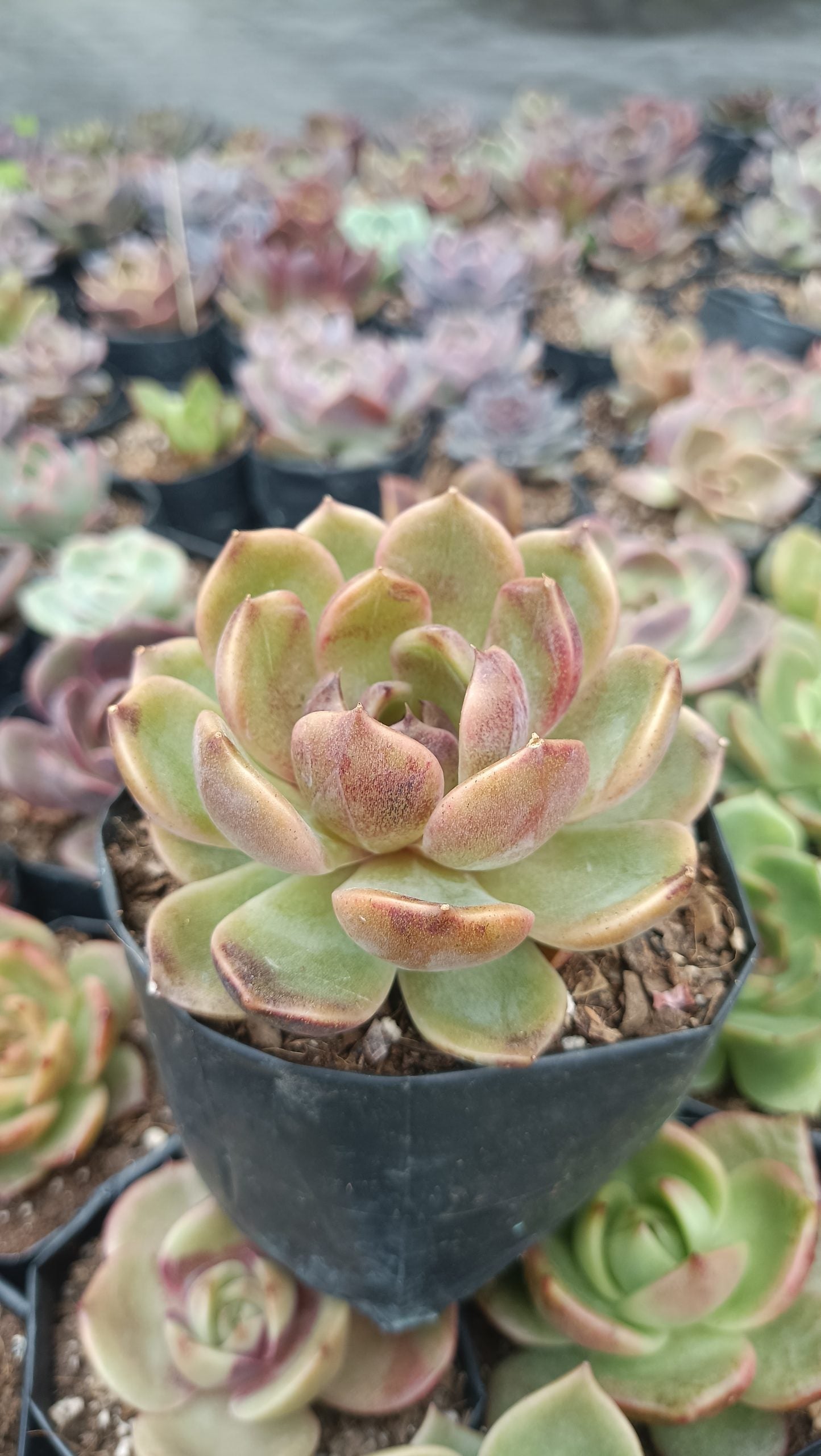 Echeveria Mirine Succulent - Tranquil Beauty for Any Space