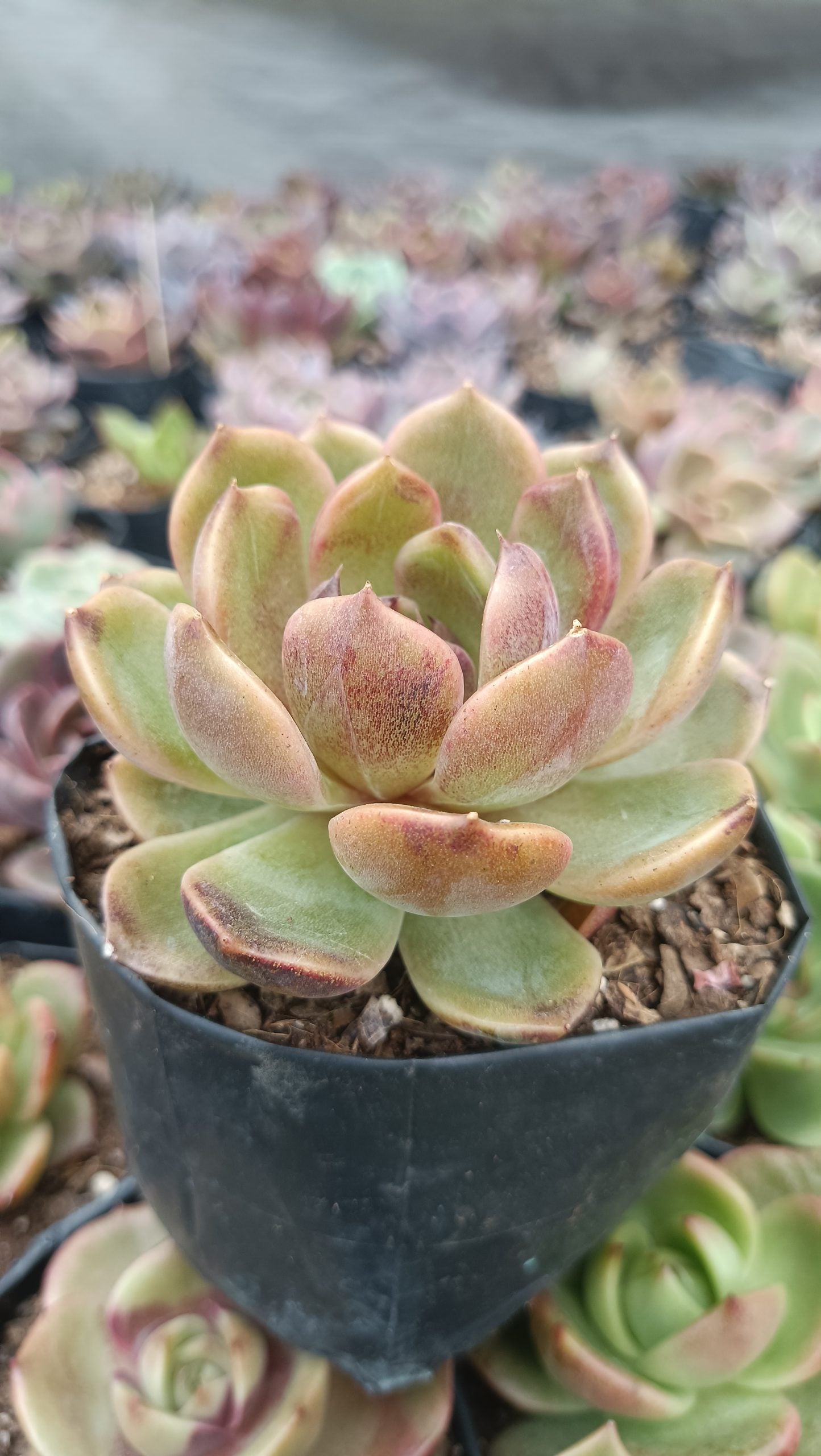 Echeveria Mirine Succulent - Tranquil Beauty for Any Space