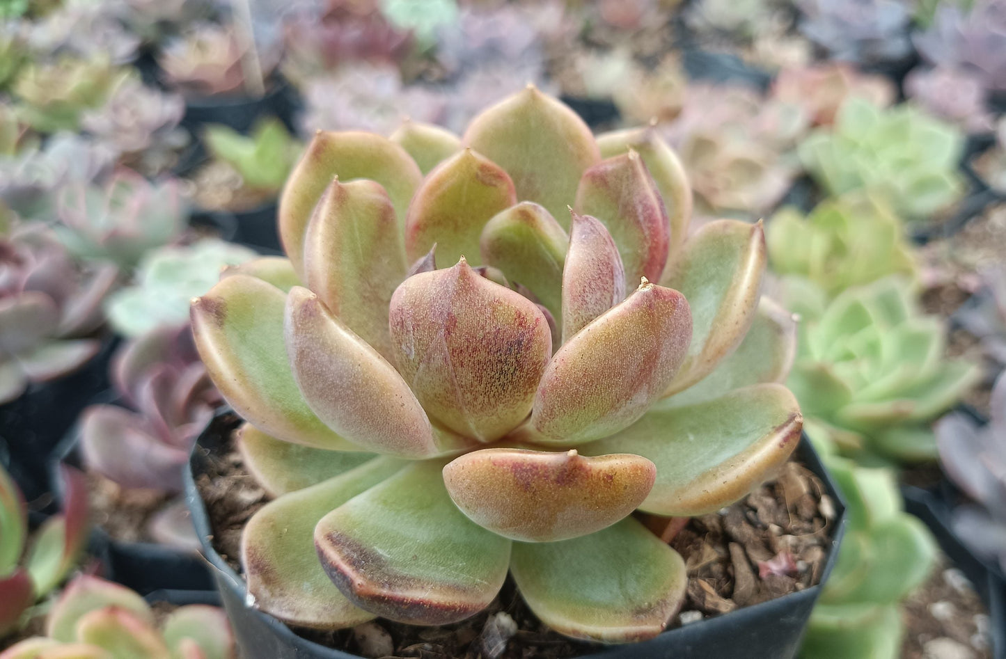 Echeveria Mirine Succulent - Tranquil Beauty for Any Space