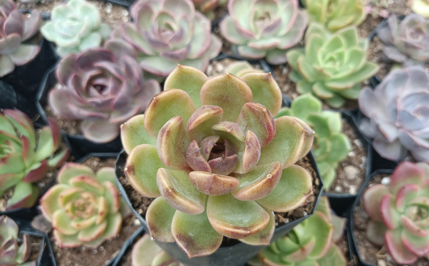 Echeveria Mirine Succulent - Tranquil Beauty for Any Space