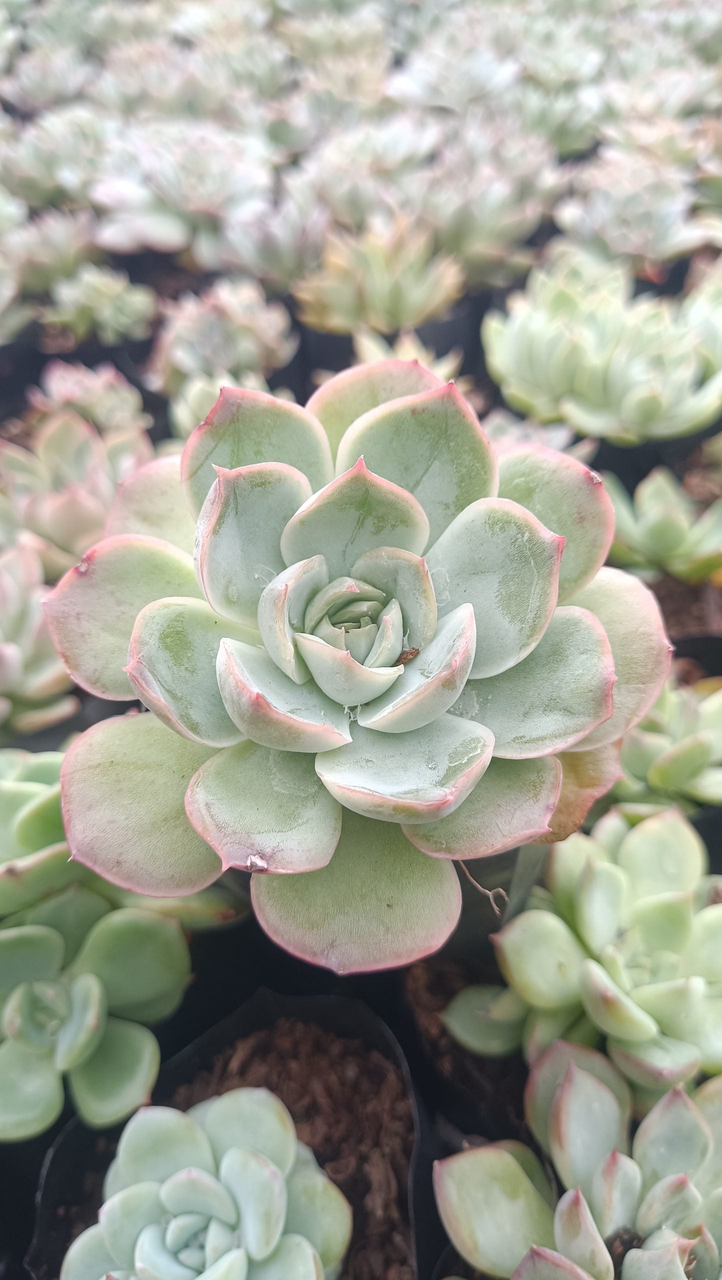 Echeveria Moon Fairy – Elegant, Low-Maintenance Succulent for Any Space