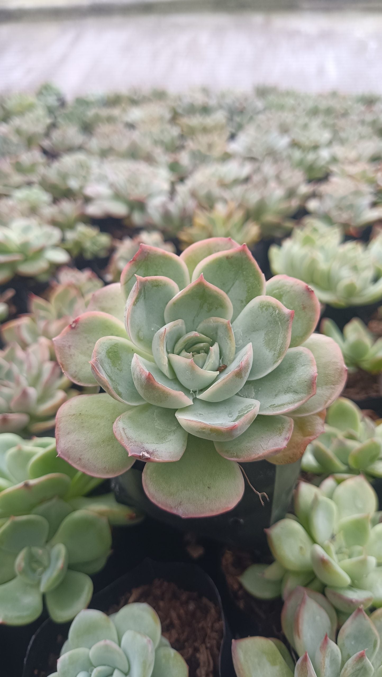 Echeveria Moon Fairy – Elegant, Low-Maintenance Succulent for Any Space