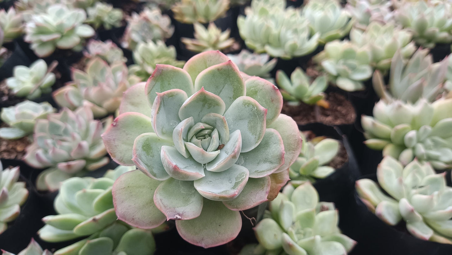 Echeveria Moon Fairy – Elegant, Low-Maintenance Succulent for Any Space
