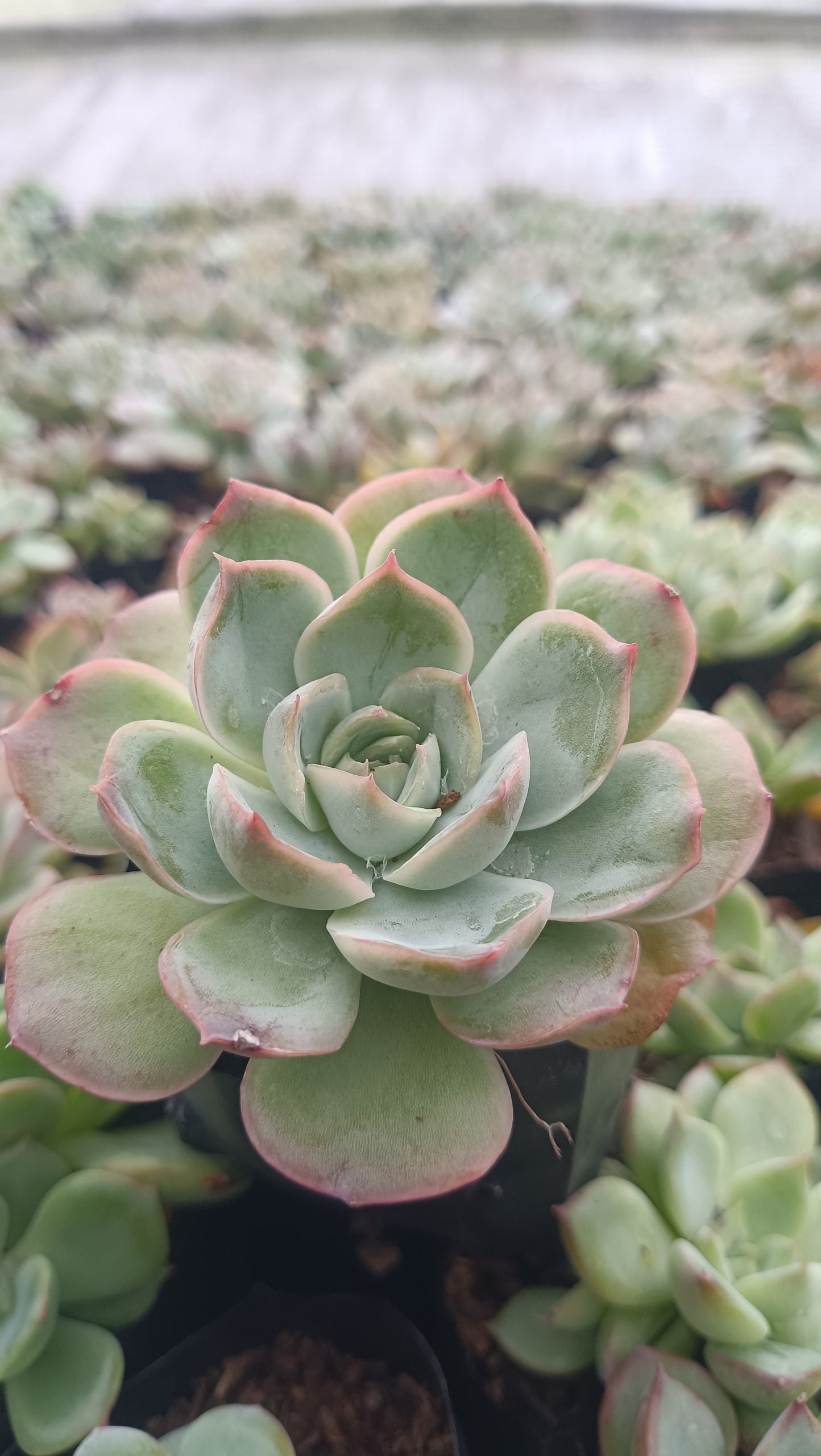 Echeveria Moon Fairy – Elegant, Low-Maintenance Succulent for Any Space
