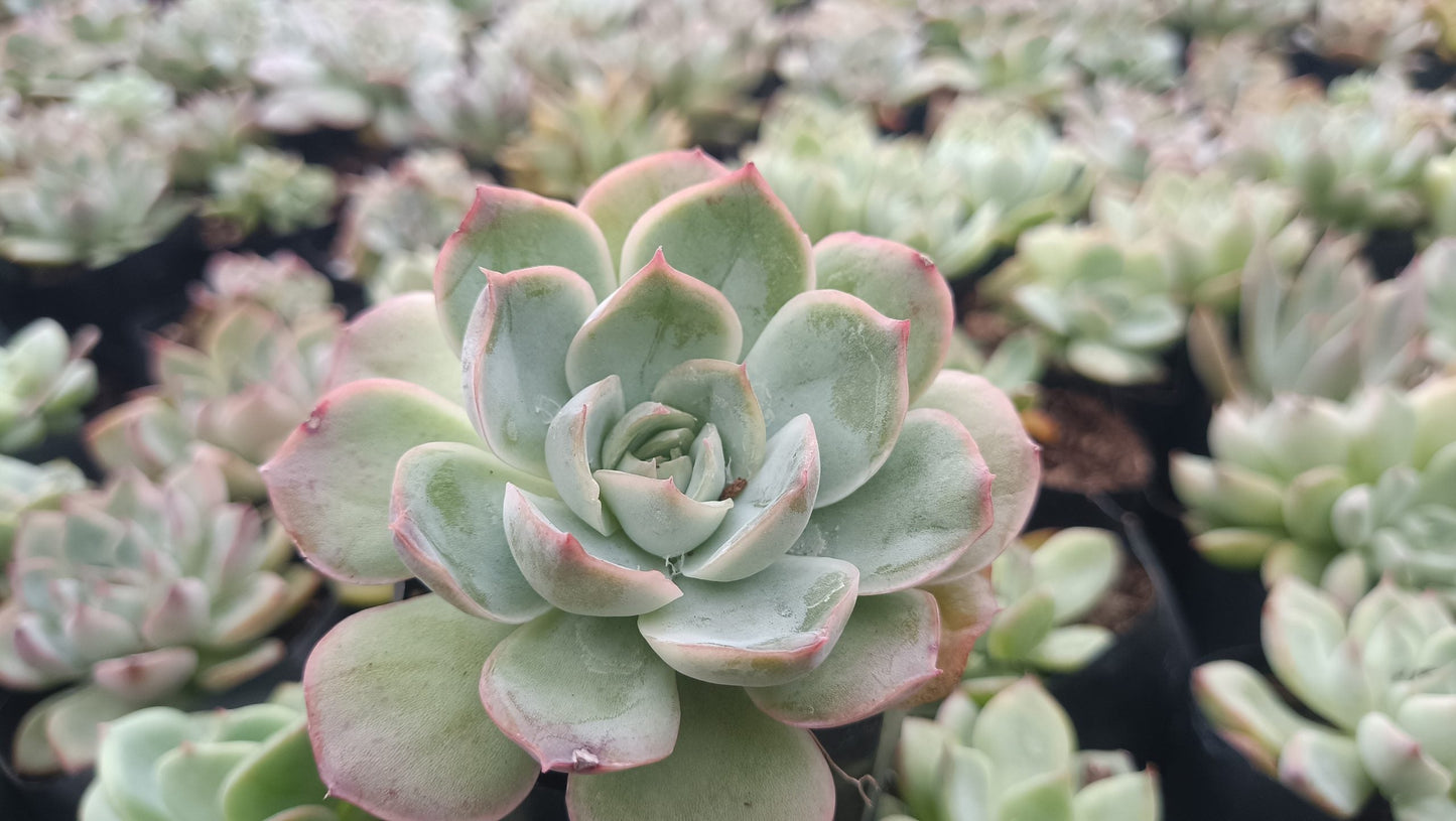 Echeveria Moon Fairy – Elegant, Low-Maintenance Succulent for Any Space