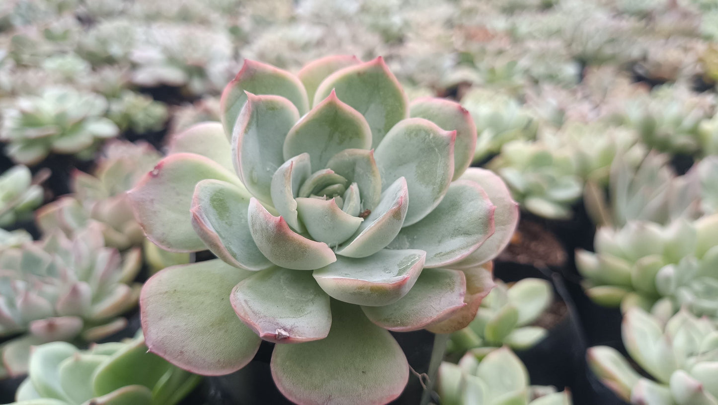 Echeveria Moon Fairy – Elegant, Low-Maintenance Succulent for Any Space