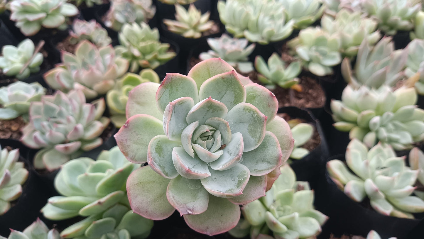 Echeveria Moon Fairy – Elegant, Low-Maintenance Succulent for Any Space