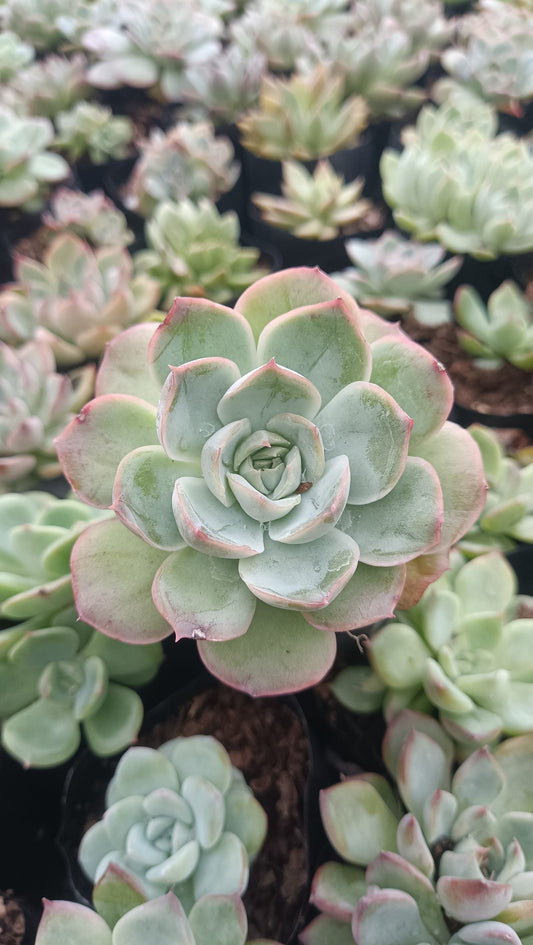 Echeveria Moon Fairy – Elegant, Low-Maintenance Succulent for Any Space
