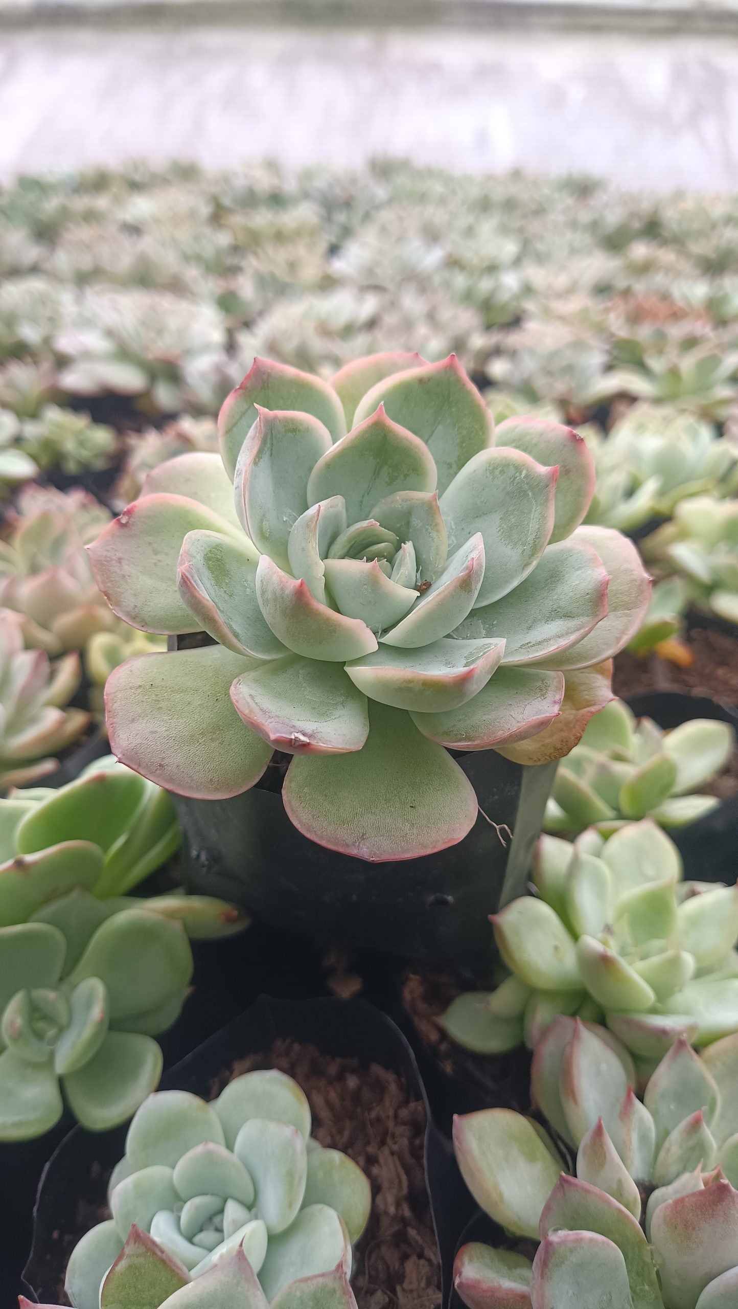 Echeveria Moon Fairy – Elegant, Low-Maintenance Succulent for Any Space