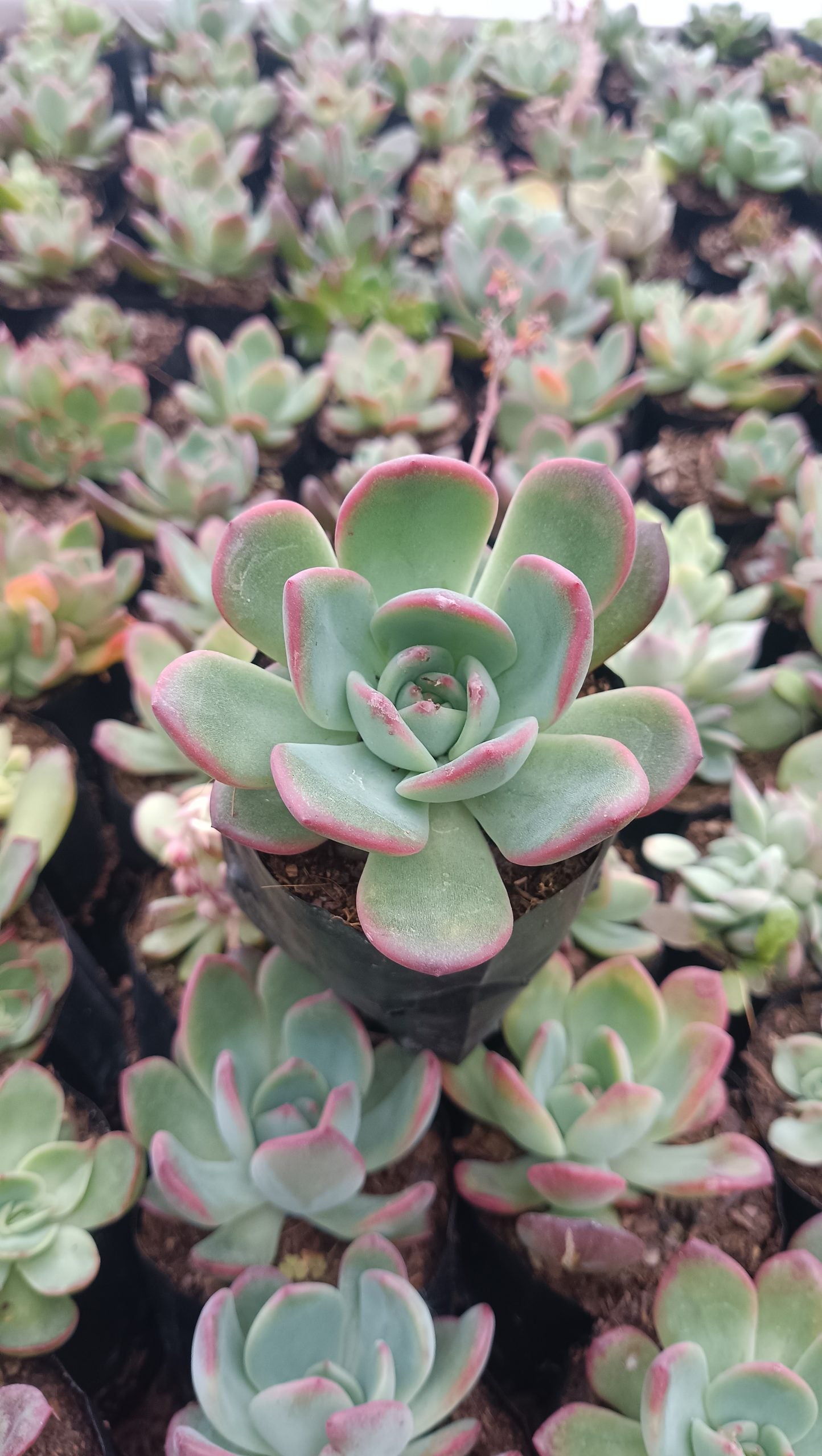 Echeveria Moonglow Hybrid Succulent - Stunning Silvery-Blue Rosettes