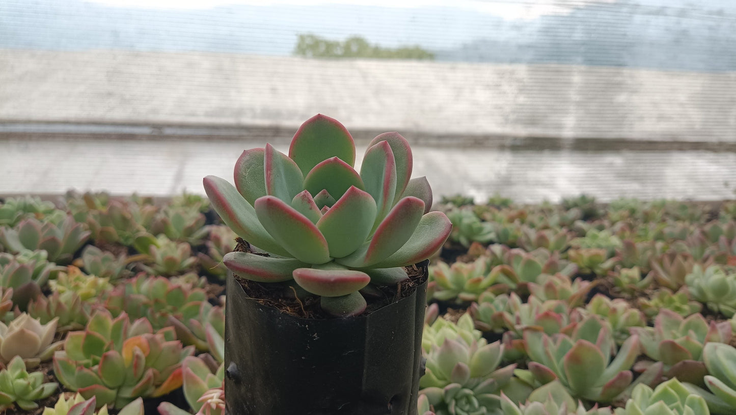 Echeveria Moonglow Hybrid Succulent - Stunning Silvery-Blue Rosettes