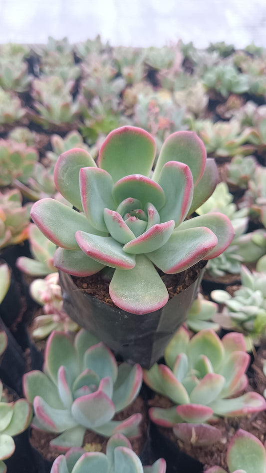 Echeveria Moonglow Hybrid Succulent - Stunning Silvery-Blue Rosettes