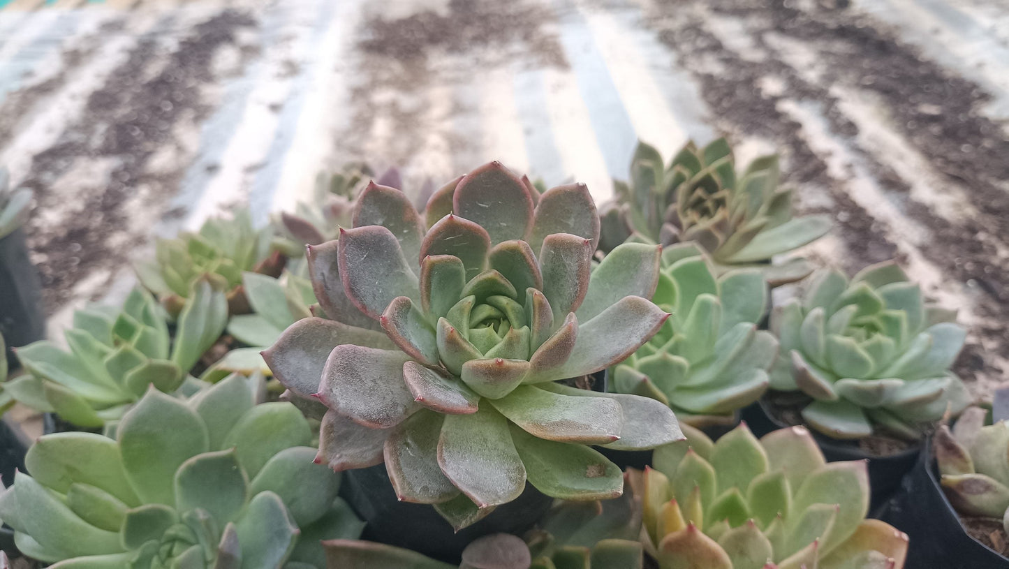 Echeveria Pine Rose Hybrid Korean - Elegant Succulent with Stunning Pink Gradient