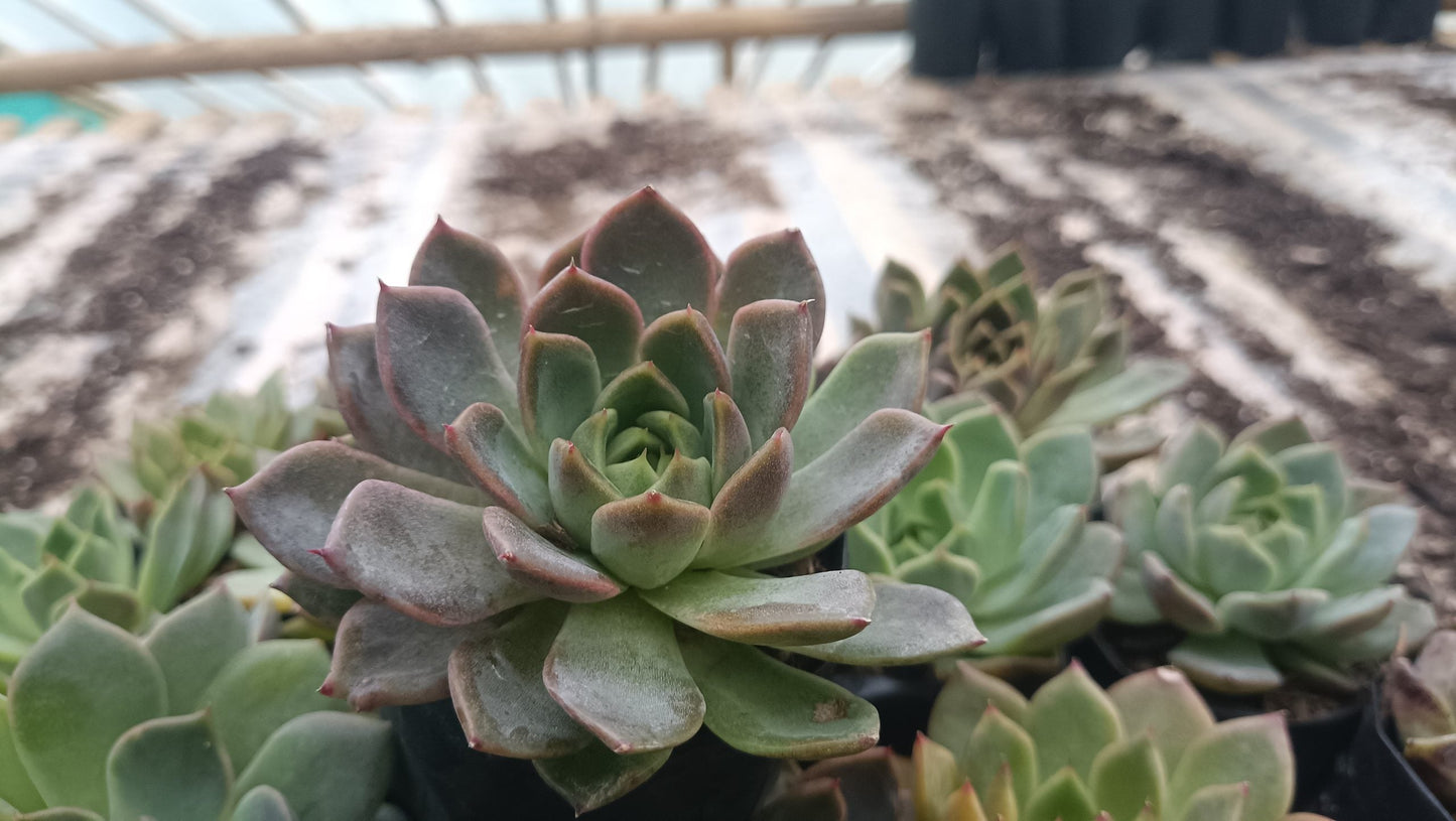 Echeveria Pine Rose Hybrid Korean - Elegant Succulent with Stunning Pink Gradient