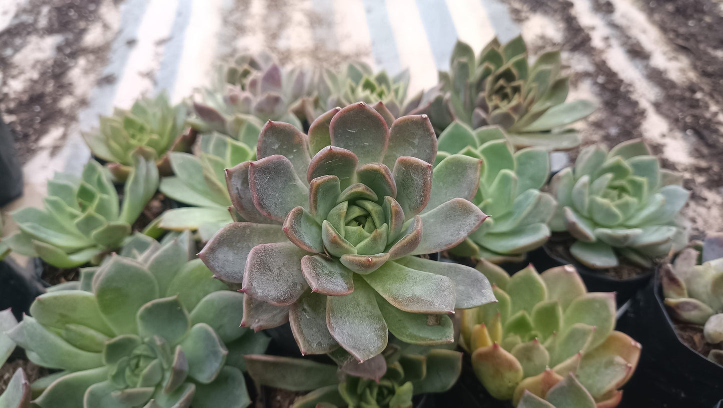 Echeveria Pine Rose Hybrid Korean - Elegant Succulent with Stunning Pink Gradient