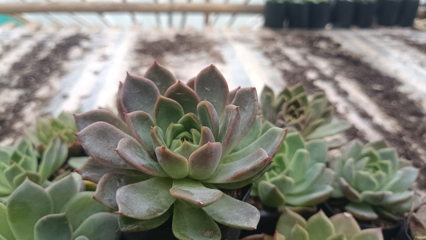 Echeveria Pine Rose Hybrid Korean - Elegant Succulent with Stunning Pink Gradient