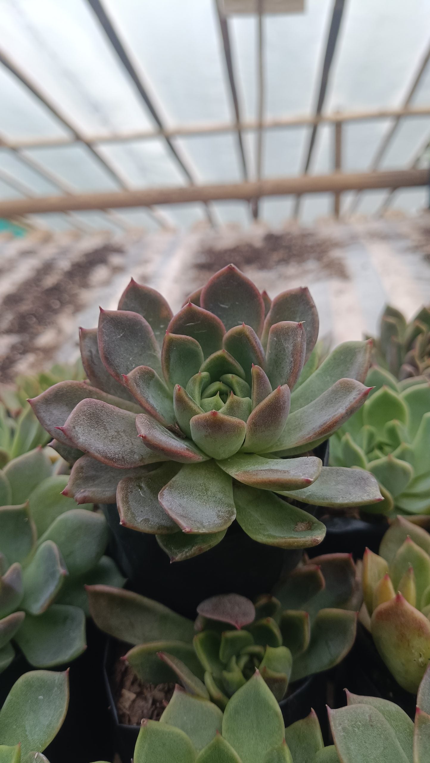 Echeveria Pine Rose Hybrid Korean - Elegant Succulent with Stunning Pink Gradient