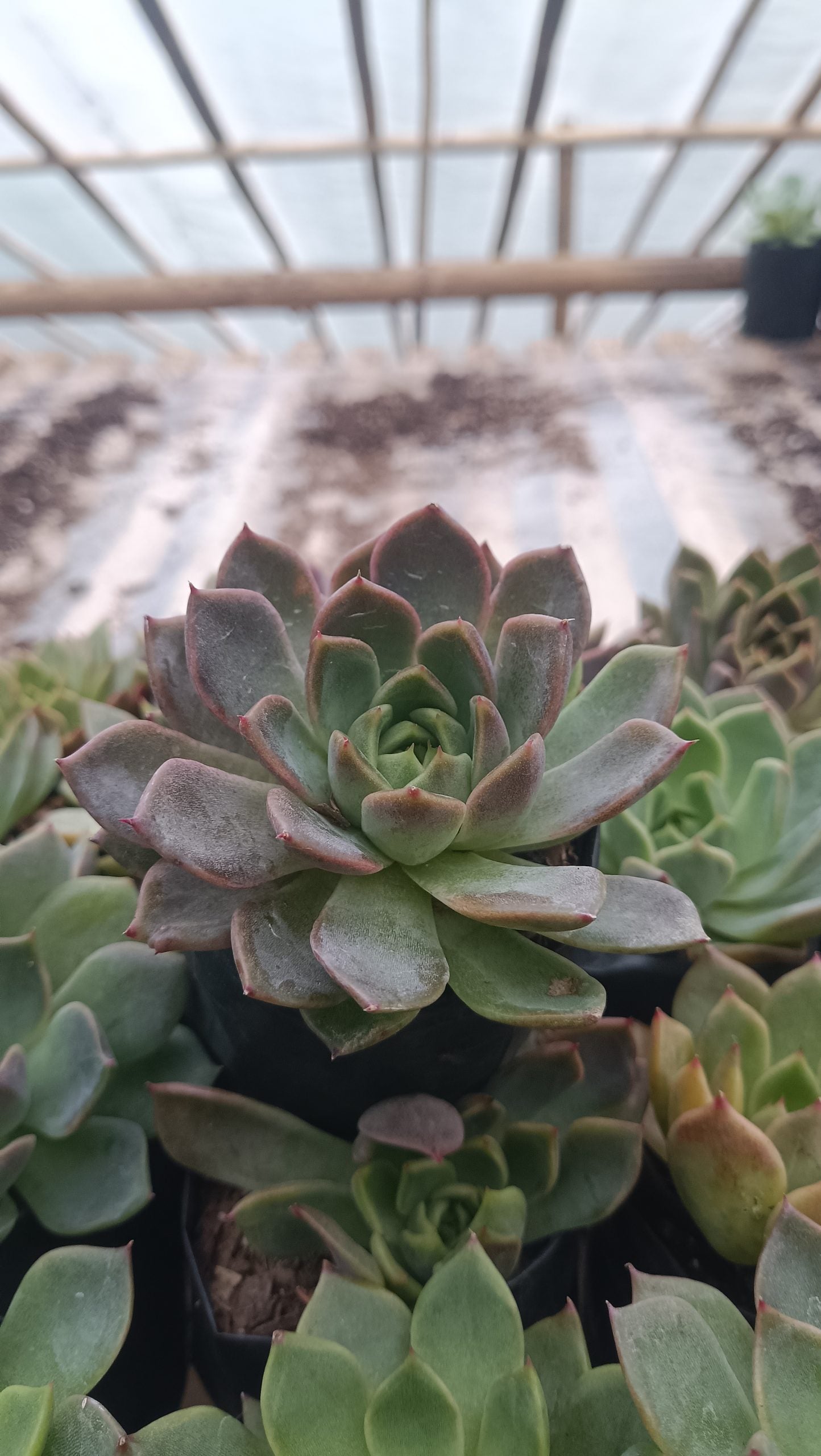 Echeveria Pine Rose Hybrid Korean - Elegant Succulent with Stunning Pink Gradient