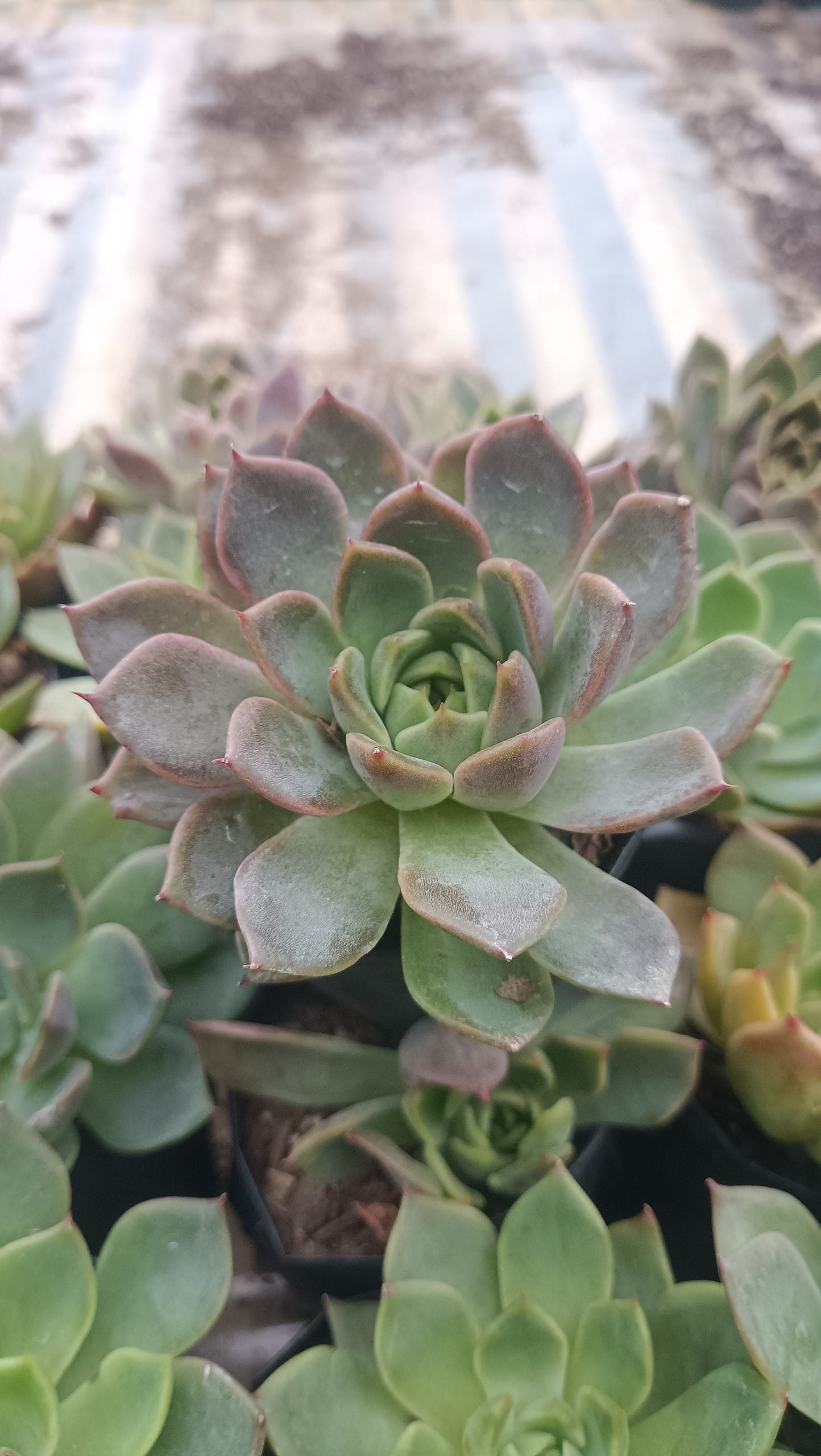 Echeveria Pine Rose Hybrid Korean - Elegant Succulent with Stunning Pink Gradient