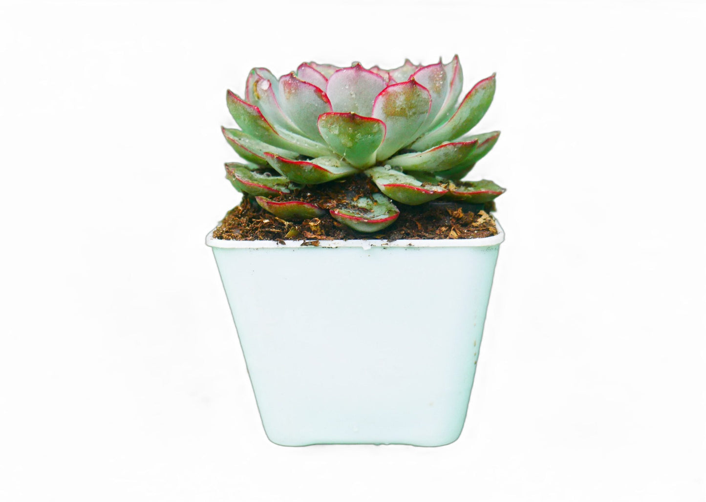 Echeveria Pulidonis Hybrid: A Graceful Beauty for Your Space