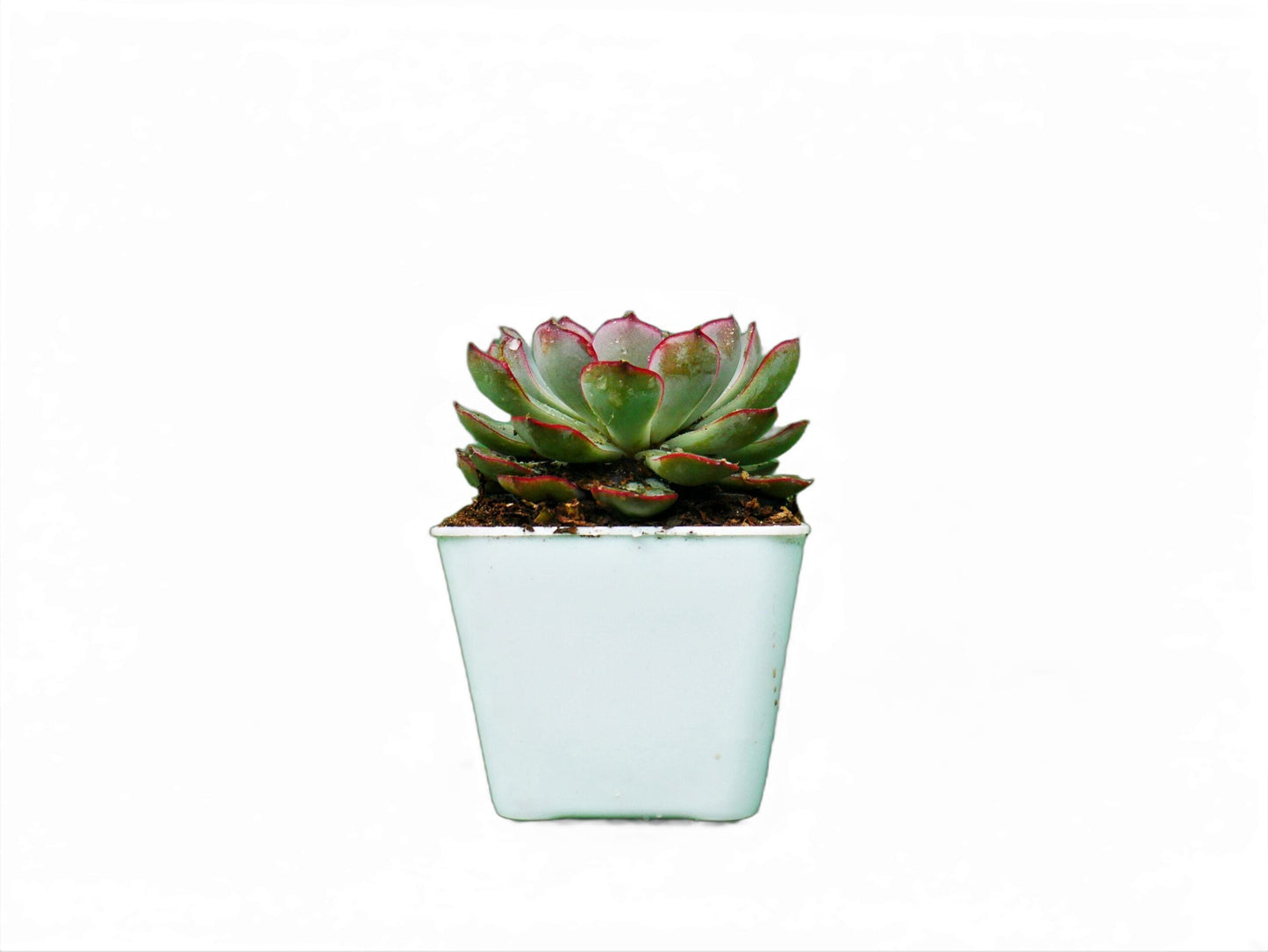 Echeveria Pulidonis Hybrid: A Graceful Beauty for Your Space