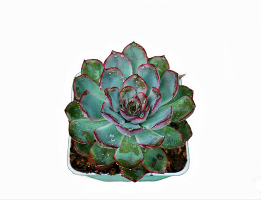 Echeveria Pulidonis Hybrid: A Graceful Beauty for Your Space