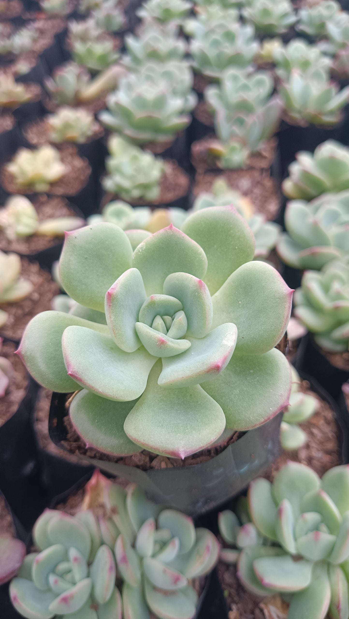 Echeveria Sensation Succulent: Beauty in Blue-Green - Buy Now at Frek.in!