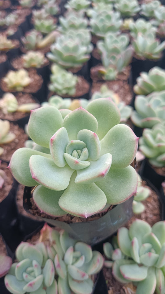 Echeveria Sensation Succulent: Beauty in Blue-Green - Buy Now at Frek.in!