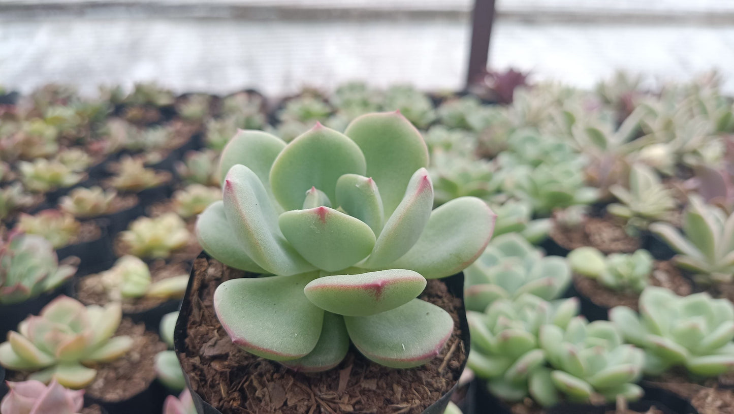 Echeveria Sensation Succulent: Beauty in Blue-Green - Buy Now at Frek.in!