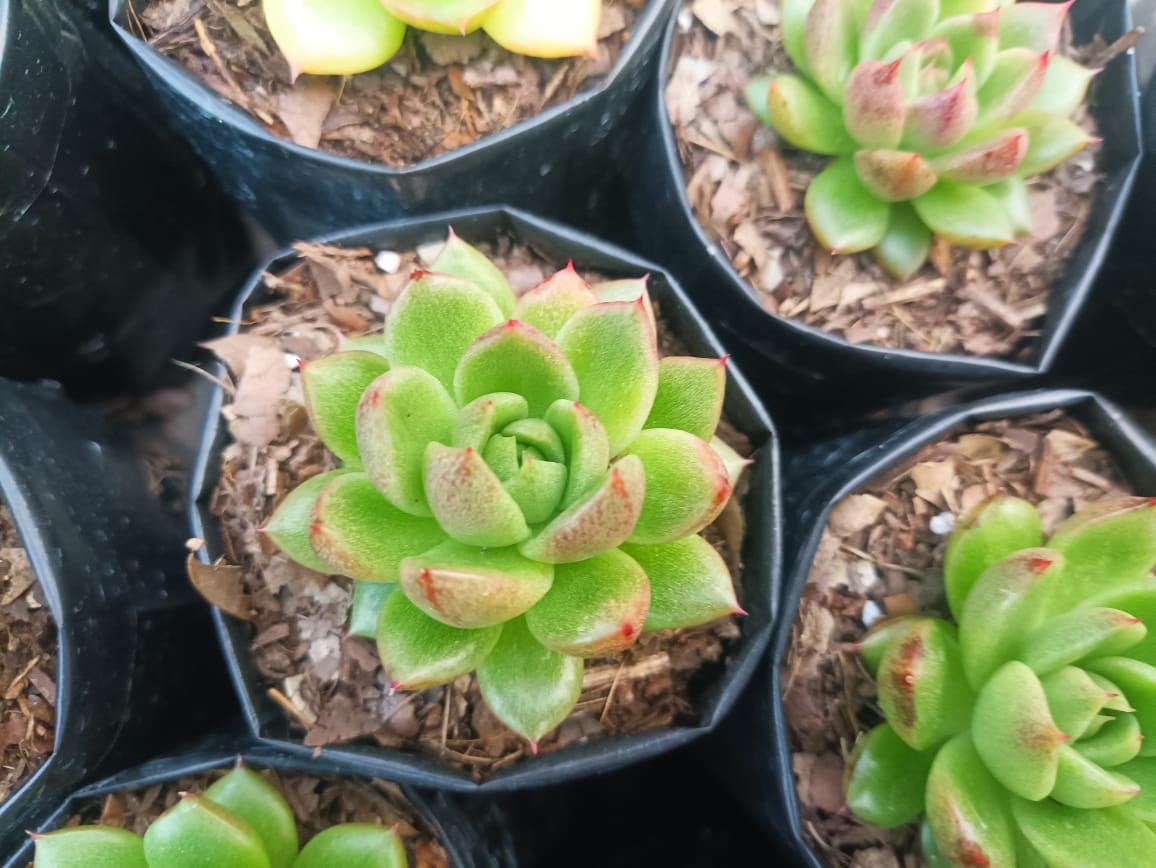 Echeveria Suki Bare-Rooted: Stunning Beauty for Your Space!