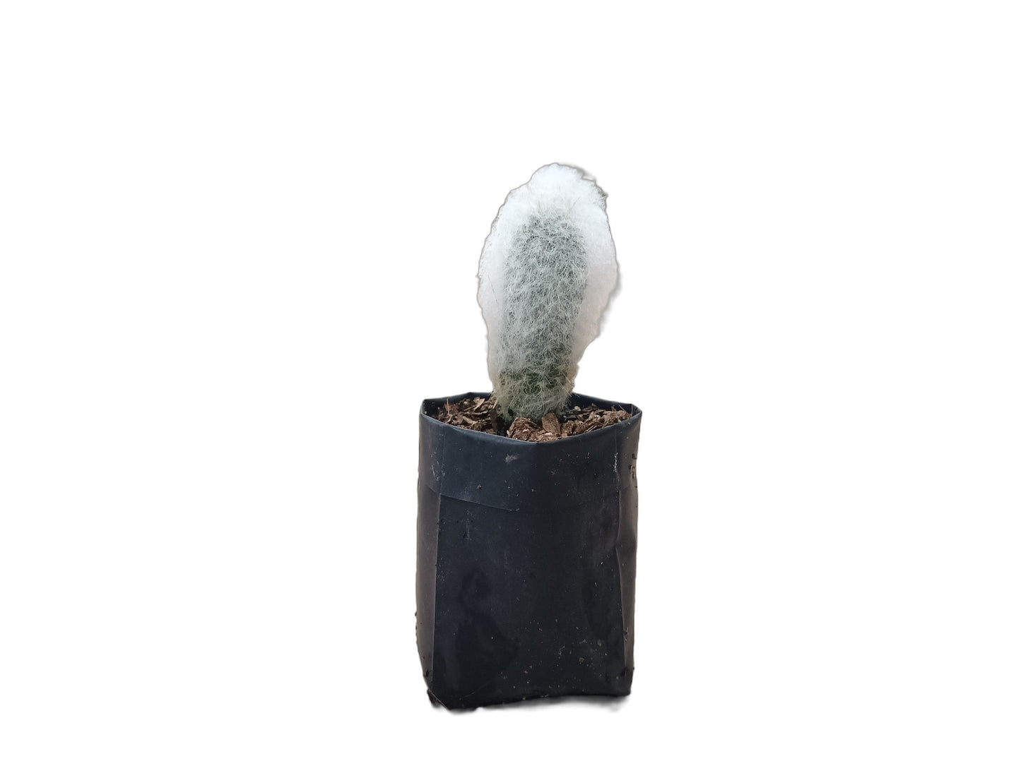 Espostoa Melanostele: Embrace Timeless Elegance with the Old Man Cactus