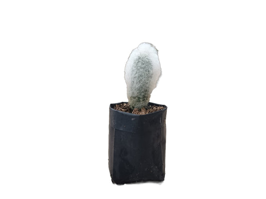Espostoa Melanostele: Embrace Timeless Elegance with the Old Man Cactus