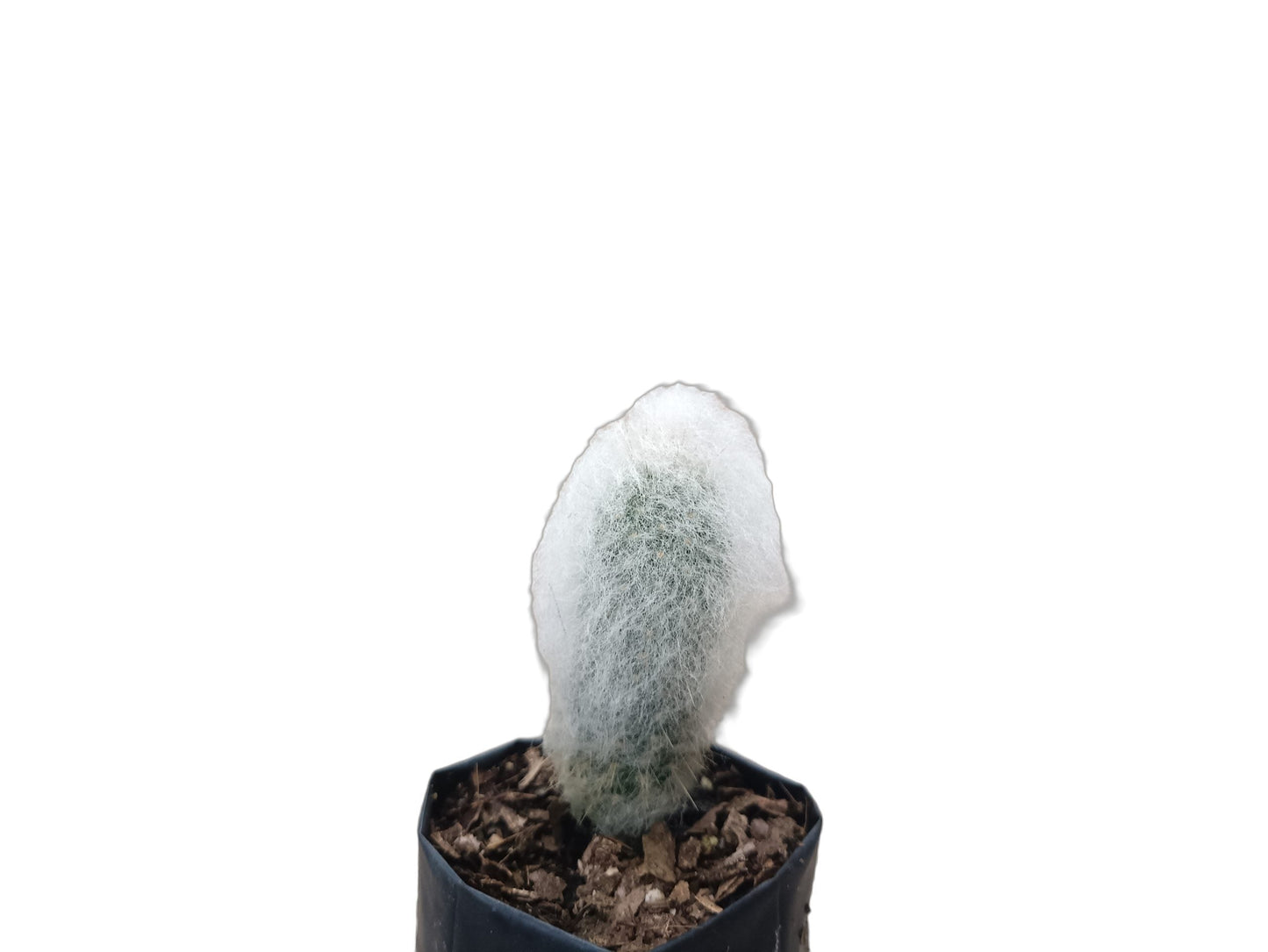 Espostoa Melanostele: Embrace Timeless Elegance with the Old Man Cactus